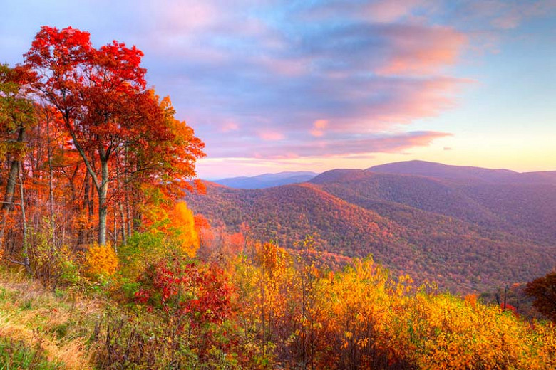 North Carolina Native Trees for Fall Color