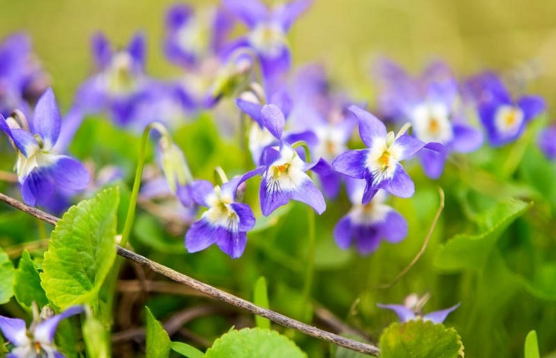 Most Fragrant Perennials for the Pacific Northwest Gardens