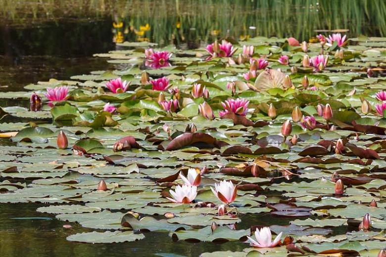 Profuse Blooming Hardy Water Lilies