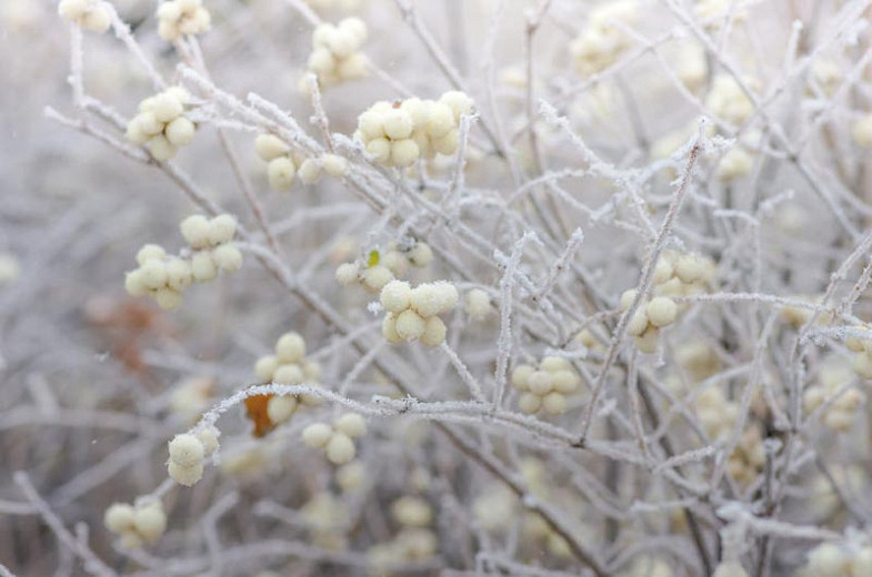 Attractive Shrubs and Trees with White Fruits and Berries