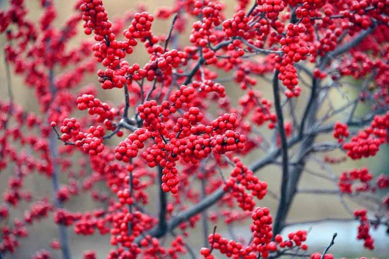 Winterberry Pollination Chart