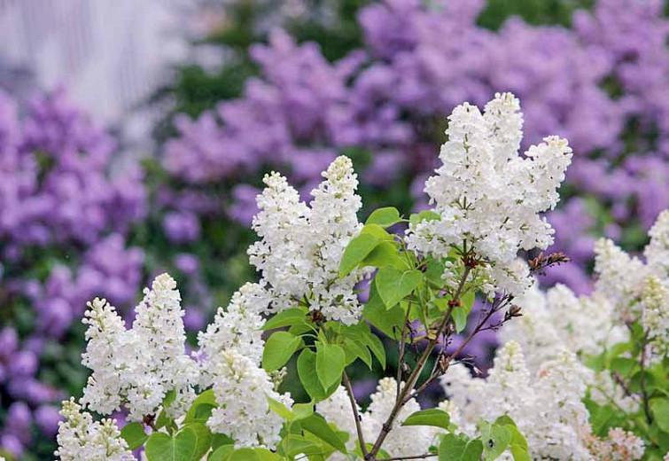 Great Companion Plants For Your Lilacs,Robo Dwarf Hamster Pictures