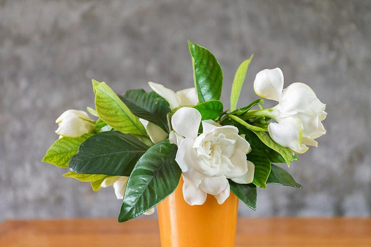 Gardenia Not Blooming