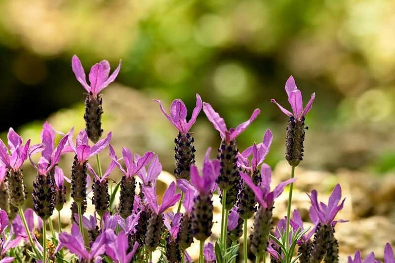 Early Blooming Lavenders
