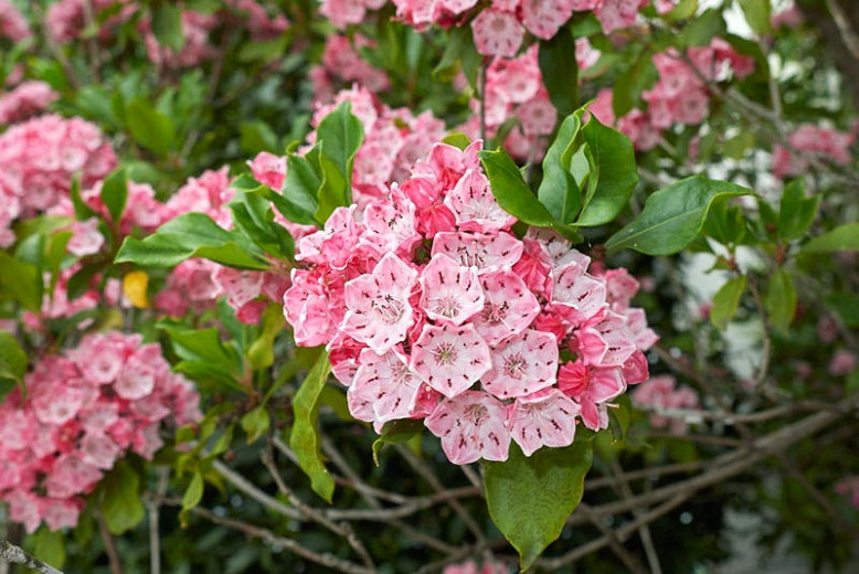 Native Shrubs for Southeast Virginia