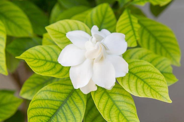 Gardenia Leaves Turning Yellow