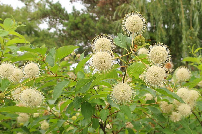 SunLoving Native Shrubs for