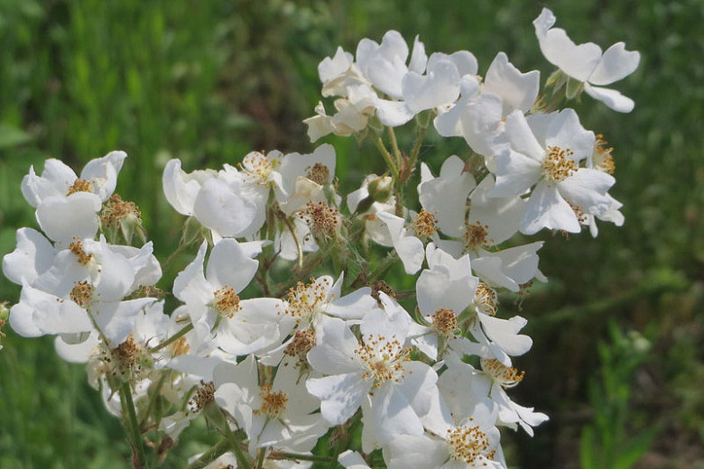 Native Plant Alternatives to Rosa multiflora (Multiflora Rose)