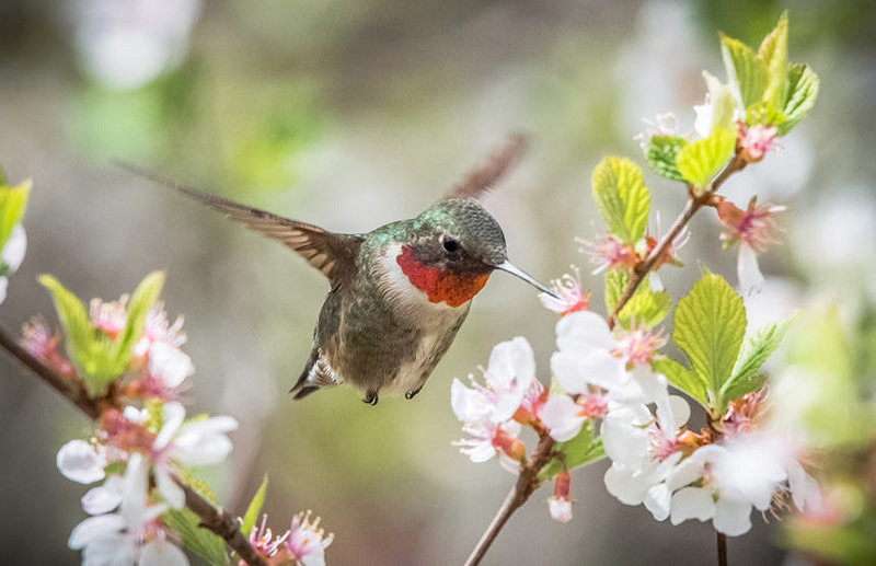 25 Flowers That Attract Hummingbirds in Virginia Nature Blog Network