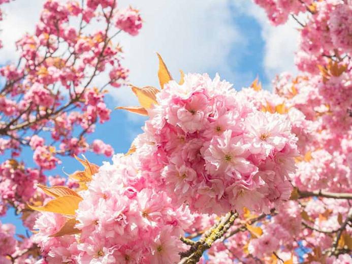 Midseason Flowering Cherry Trees For Your Garden