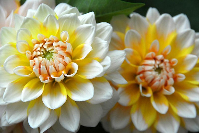 Fabulous Dinner Plate Dahlias