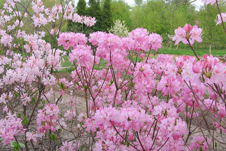 Great North American Shrubs for Moist Soils in New England