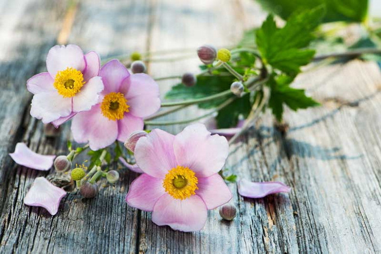 How To Grow Japanese Anemones