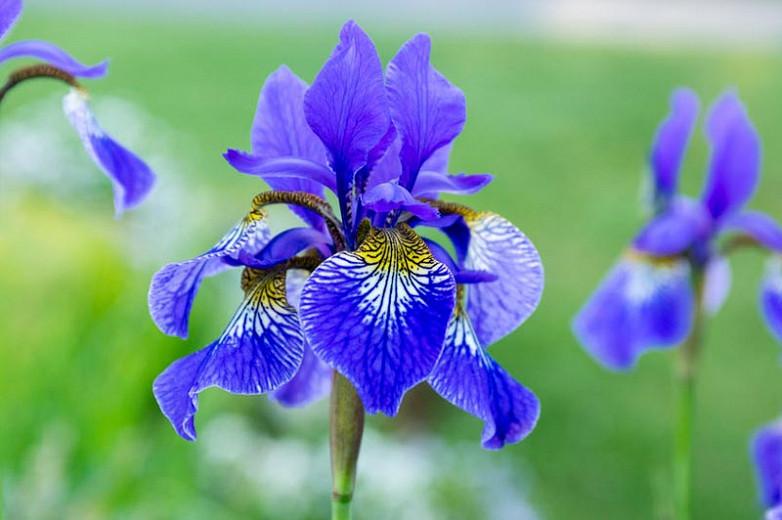 Best Siberian Irises (Iris sibirica) For Your Garden