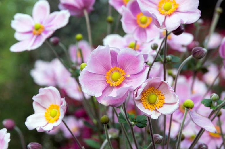 Pretty Japanese Anemones For Your Garden