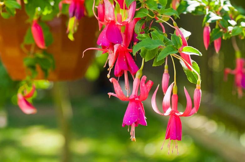 Pelgrim Bereiken gehandicapt Gorgeous Fuchsias for Your Hanging Baskets and Pots