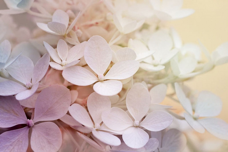 Beautiful Hydrangeas for New England