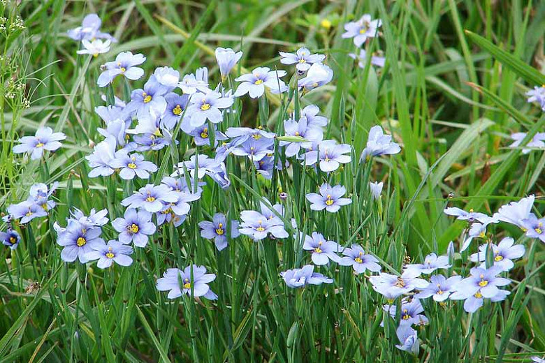 SunLoving Native Perennials for North Florida