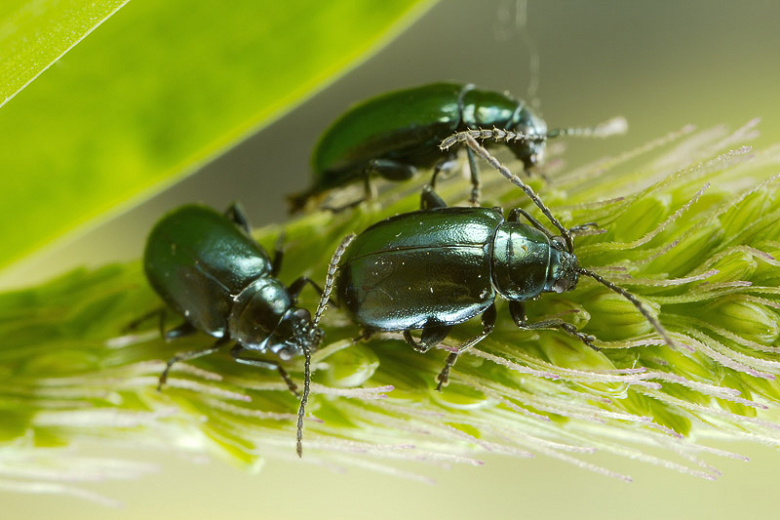 How To Get Rid of Flea Beetles