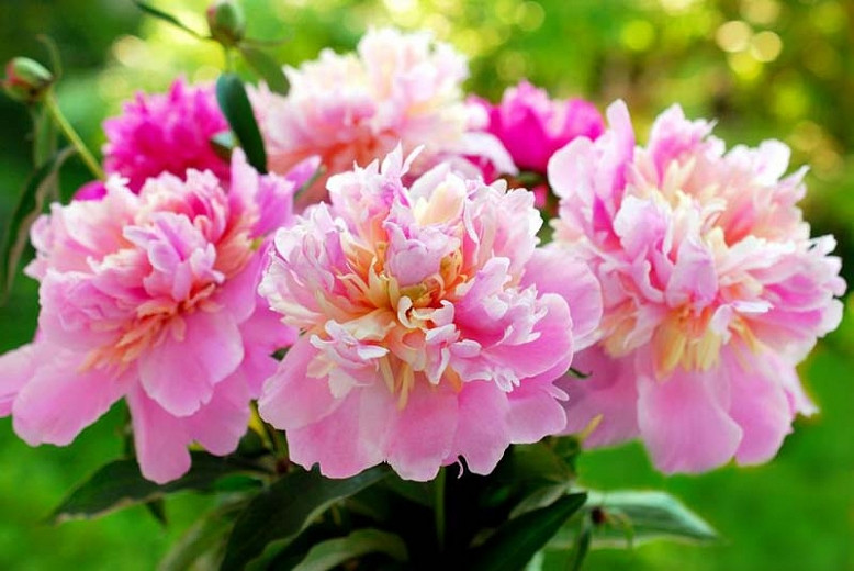 Learn How To Plant And Care for Your Peonies