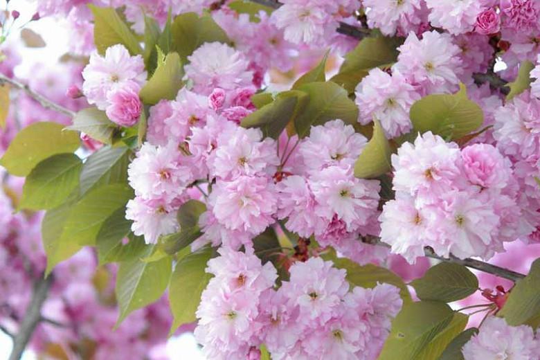 Early Season Flowering Cherry Trees For Your Garden