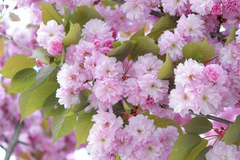 Https Www Realestate Com Au Blog Wp Content Uploads 2018 05 03161812 Charry Blossoms Hero Jpg Cherry Blossom Tree How To Grow Cherries Blossom Trees
