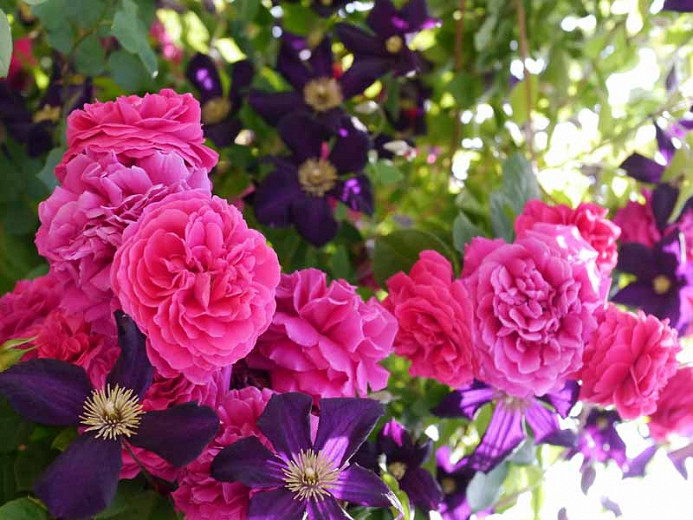 Image of Clematis climbing roses