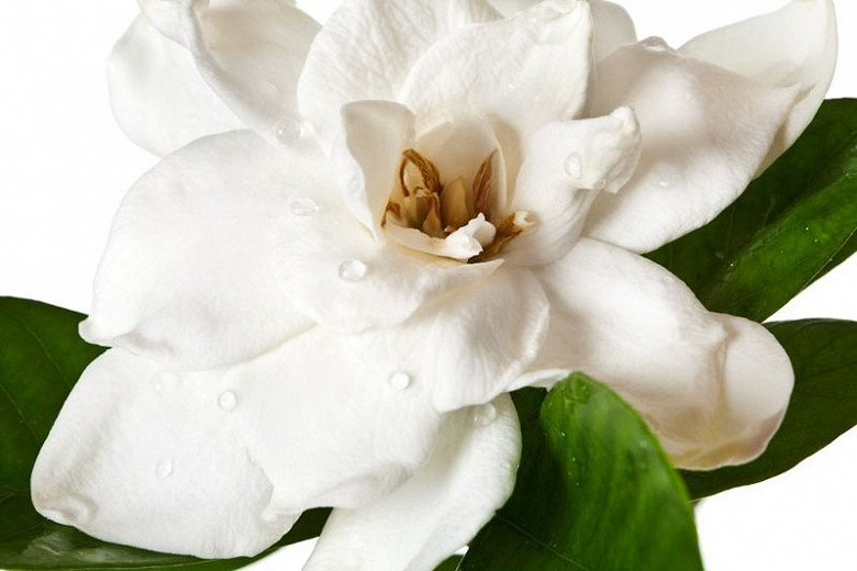 Favorite MediumSized Gardenia Varieties
