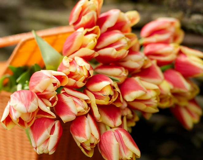 Best Spring Bulbs for the MidAtlantic Coastal Region