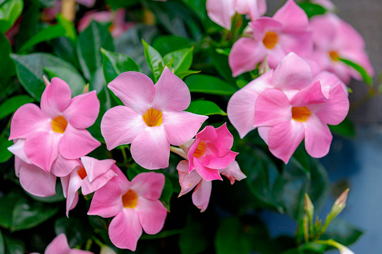 Are Mandevilla Toxic To Dogs atelieryuwa.ciao.jp