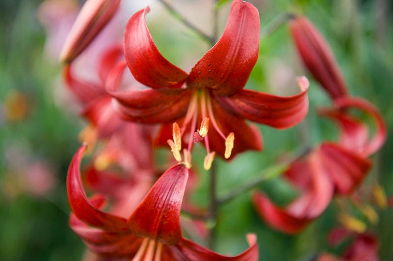 Most Fragrant Species Lilies