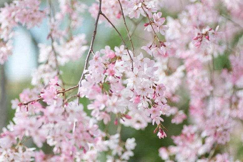 Favorite Weeping Cherry Trees For Your Garden