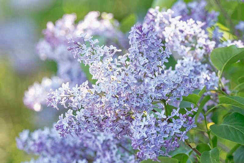 Great Shrubs for Dry Soils in New England