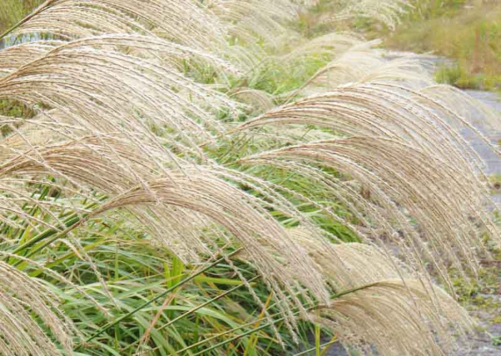 Miscanthus sinensis (Chinese Silver Grass)
