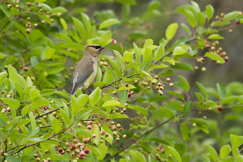 North Carolina Native Trees that Attract Wildlife