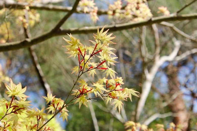 great-japanese-maples-with-stunning-spring-color