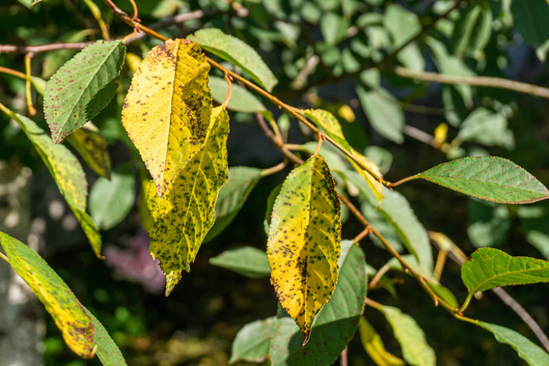 Cherry Leaf Spot Identify, Prevent and Treat it
