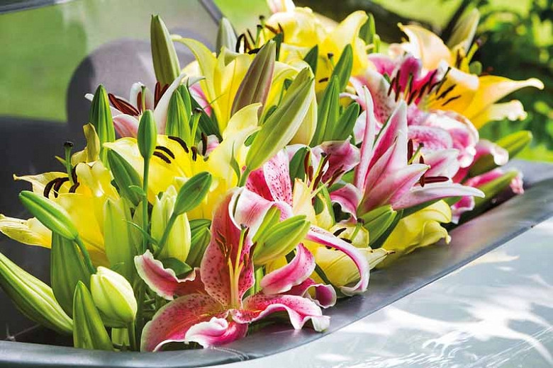 Image of Hostas as companion plants for oriental lilies