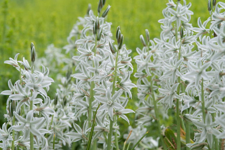 Native Plant Alternatives to Ornithogalum nutans (Dropping Star of