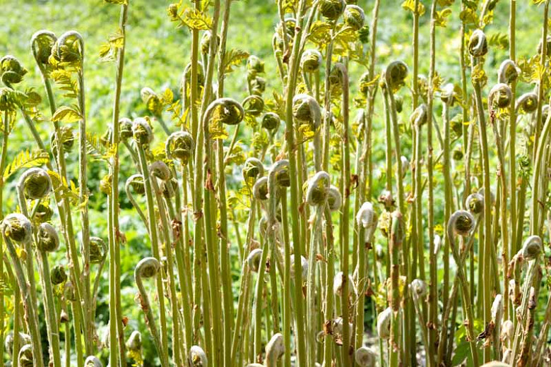 Native Ferns for Alabama