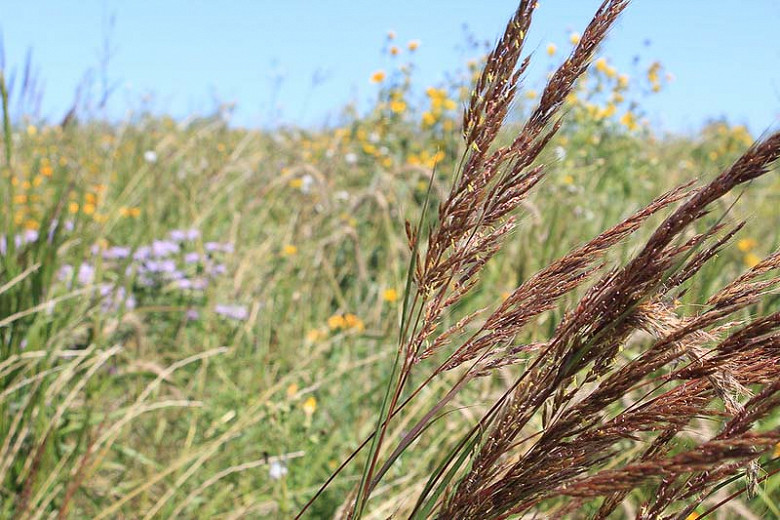 Native Grasses for Virginia's Southern Piedmont Region