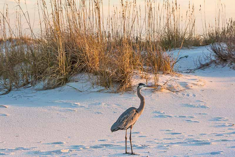 Native Grasses for North Florida