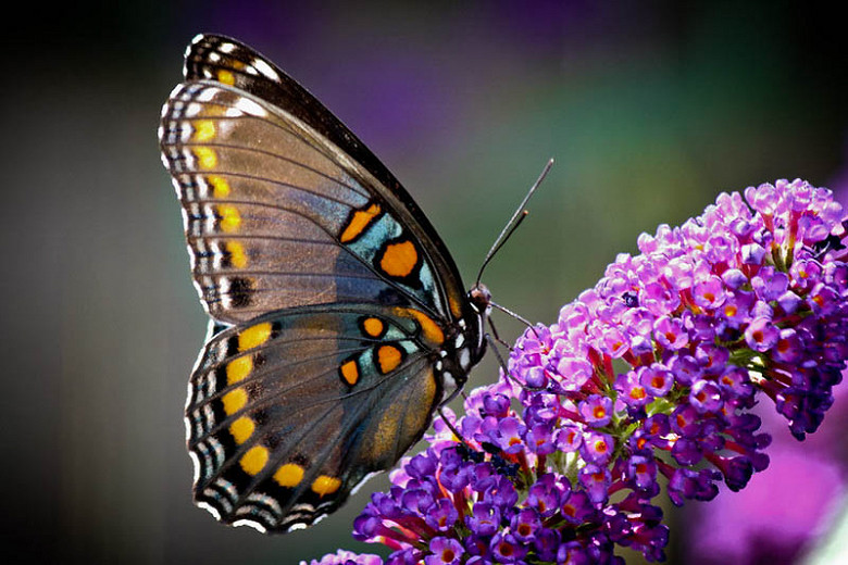 Native Plant Alternatives to Buddleja davidii (Butterfly Bush)