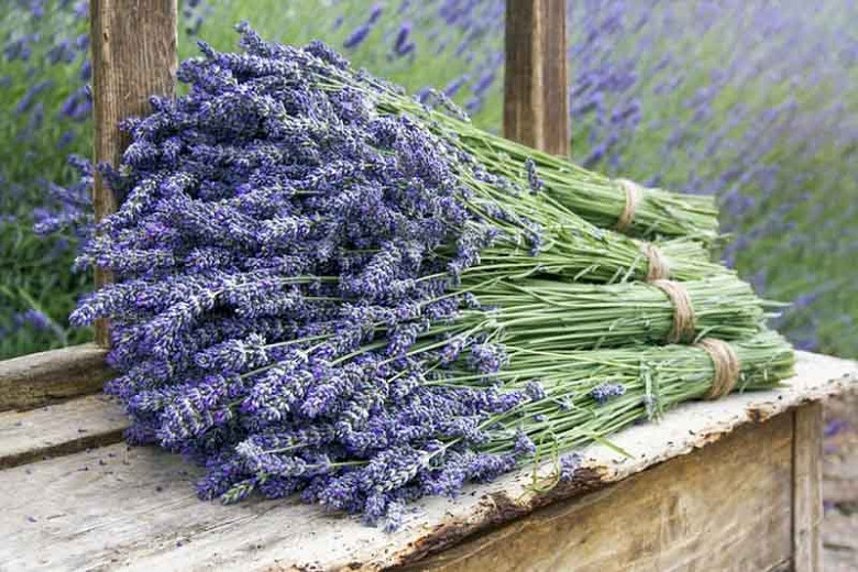 Image of Lavender plant that lasts all summer