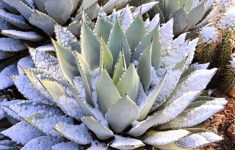 10 seeds of Agave scabra succulents cacti succulents seed R