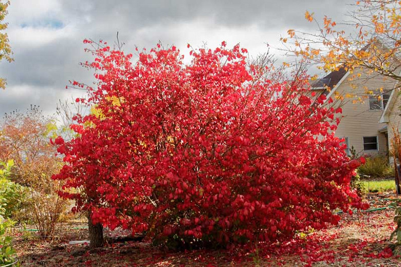Native Plant Alternatives to Euonymus alatus (Burning Bush)