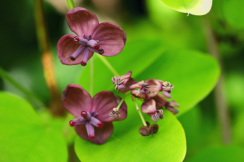 Native Plant Alternatives to Akebia quinata (Chocolate Vine)