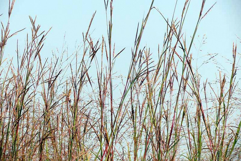 Native Grasses for South Carolina