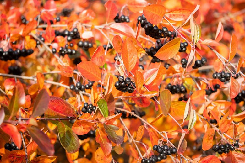 North Carolina Native Shrubs for Fall Color