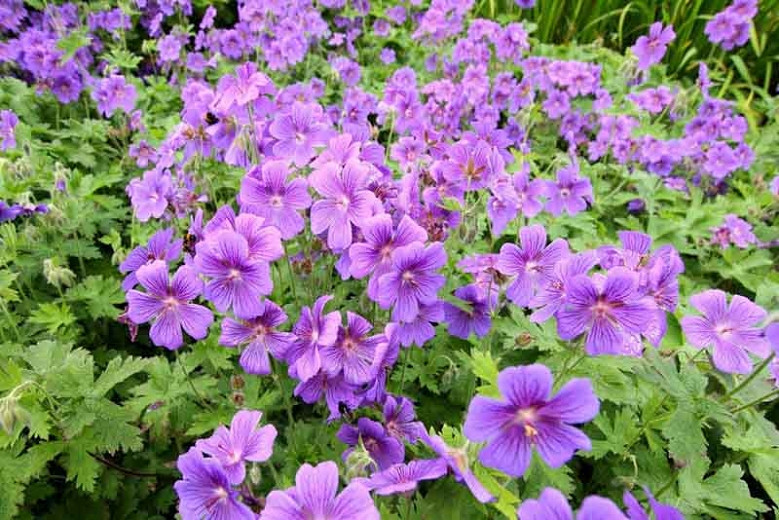 10 Fresh seed Geranium Light Purple,Bright Aroma Blooming Beautiful Home Garden! 